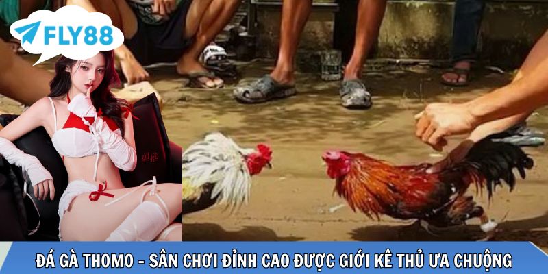 Đá gà Thomo