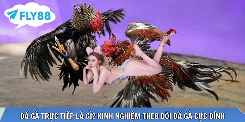 đá gà trực tiếp